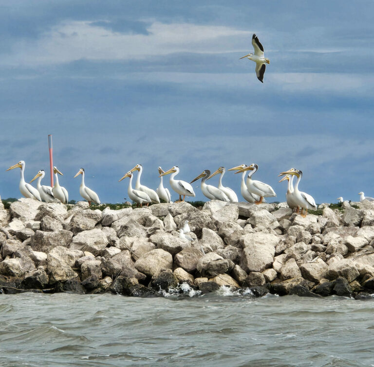 Pelicans sitting on rocks.