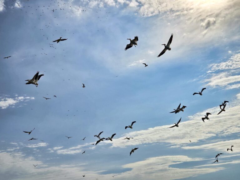 Pelicans flying in the sky