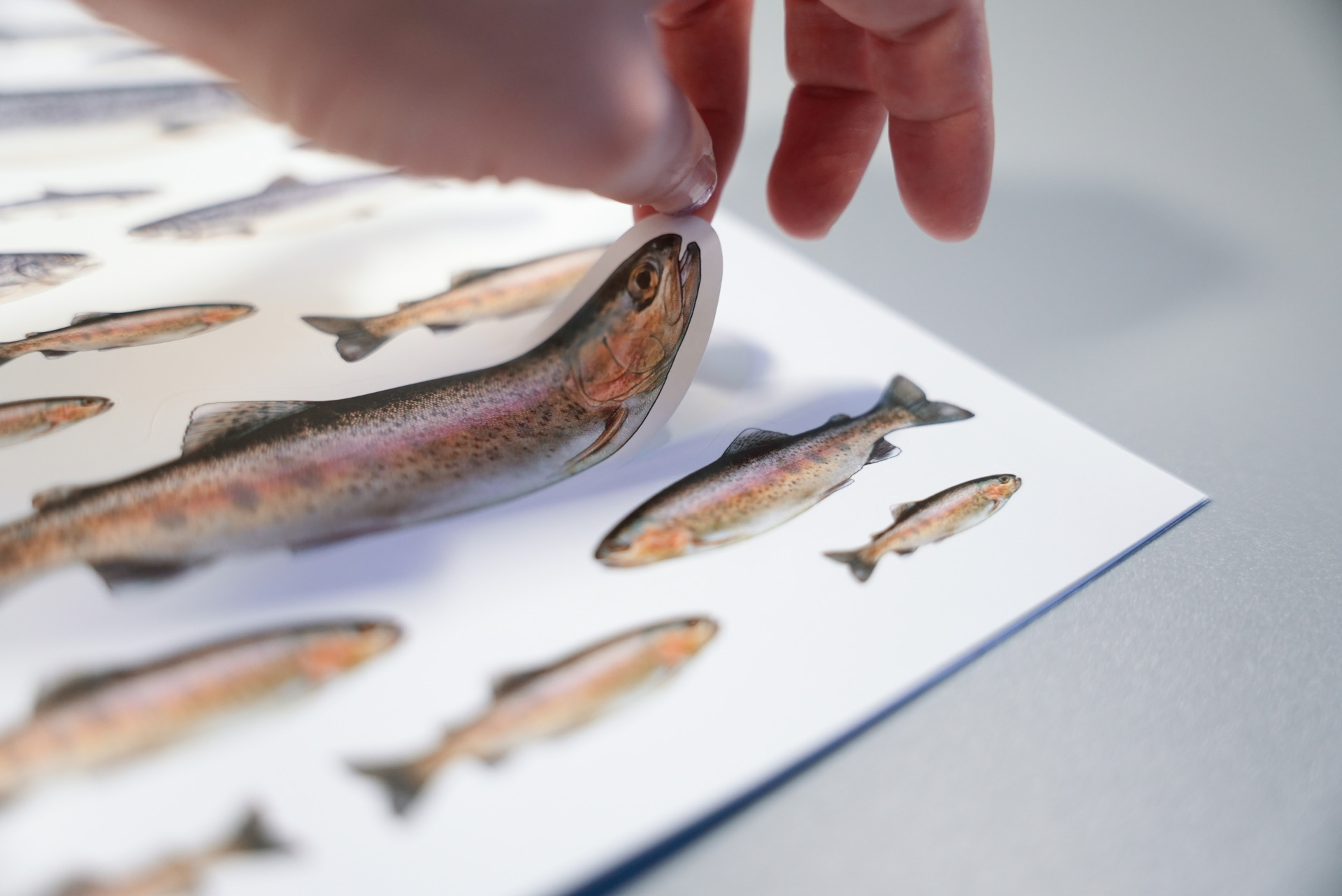 A hand lifts a sticker of a rainbow trout from the aquaculture coloring and sticker book