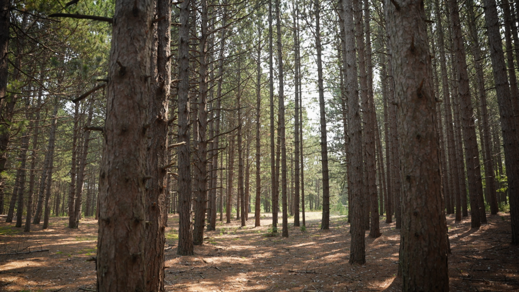 A pine forest on Wisconsin Point.