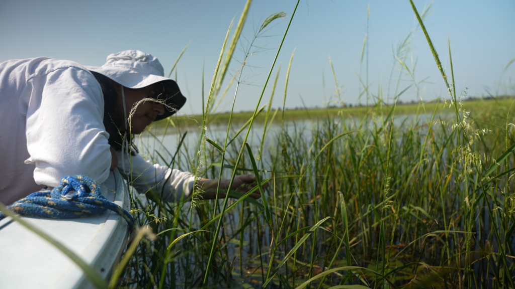 Alex Mixtli leans out of a boat to check on the wild rice in the water.