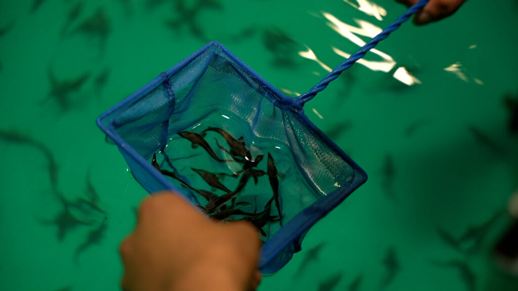 a hand holds a small net filled with tiny sturgeon