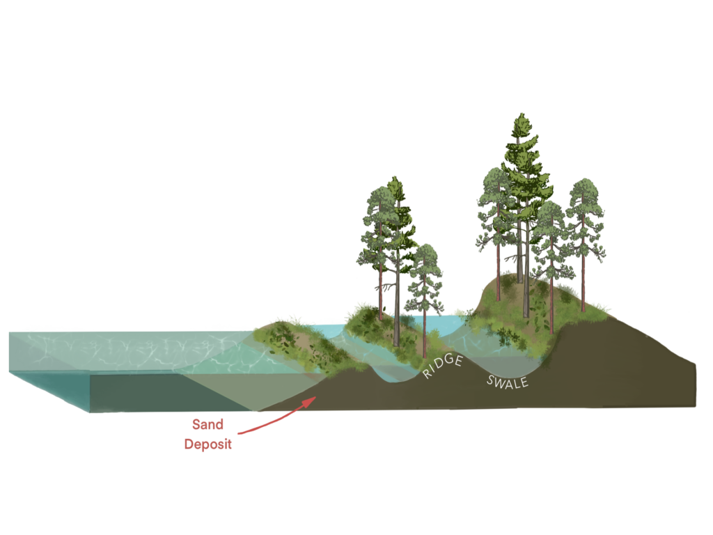 An illustrated cross-section graphic shows how the water from a lake merges with groundwater to form swales between ridges.