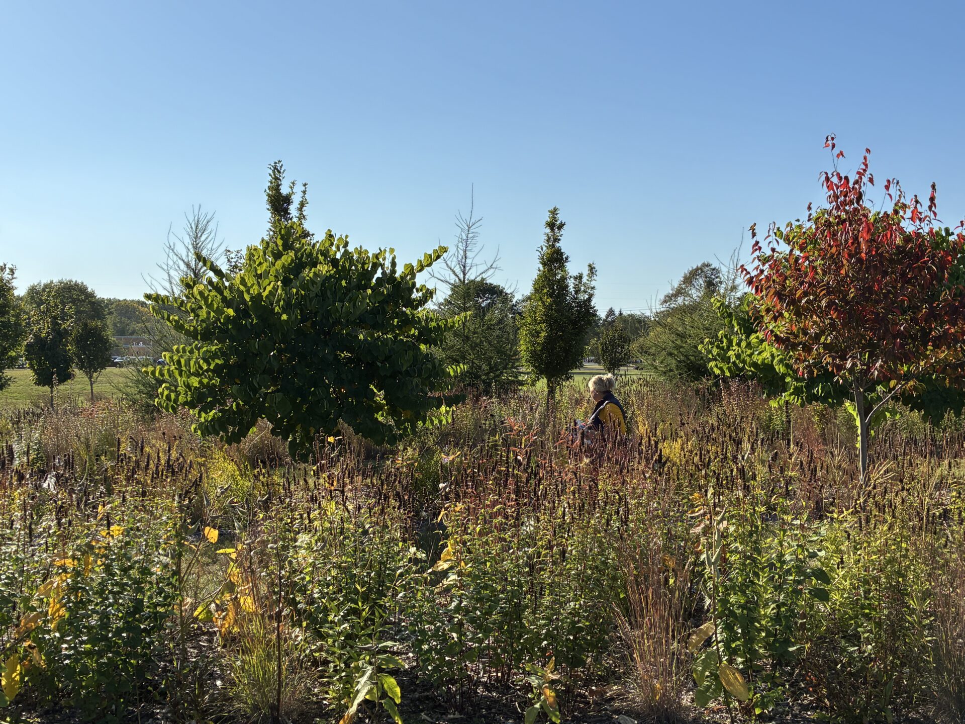 Late afternoon sun lights up a native prairie planting as a person walks through the garden