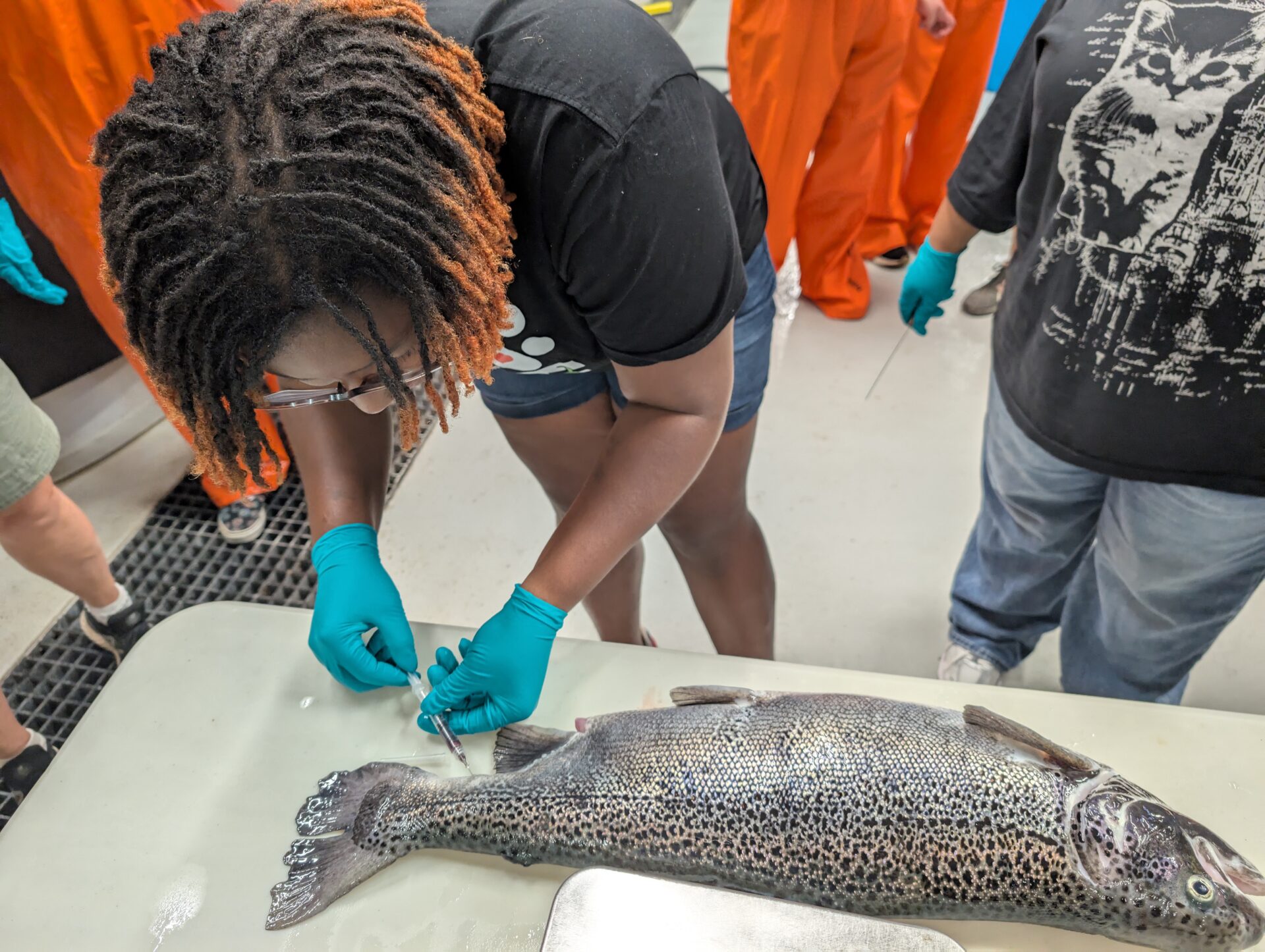 An Alverno student takes blood from an Atlantic salmon