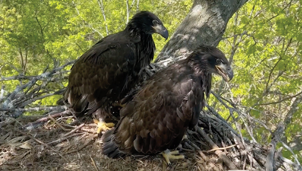 Two young eagles with entirely dark brown bodies in a nest.