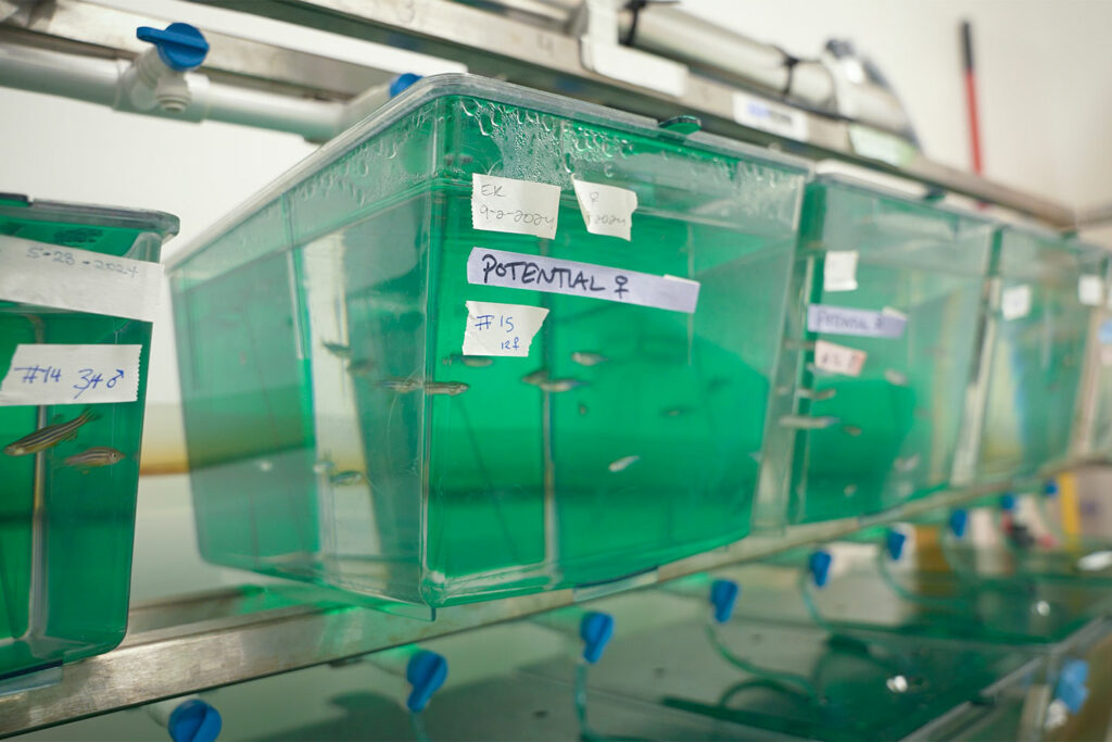 Multiple fish tanks on a shelf
