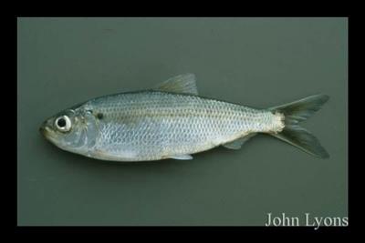 Lateral view of an alewife