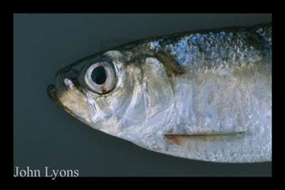Close-up of alewife head