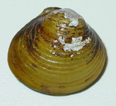 Closeup of an Asiatic Clam shell