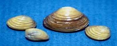 A group of four Asiatic clams