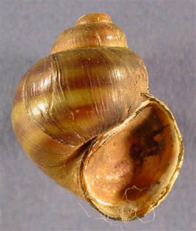 Closeup of a banded mystery snail shell, unoccupied by the looks of it