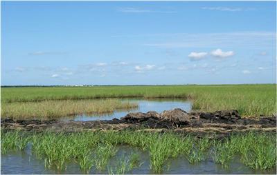Wetland Creation Utilizing Dredged Material