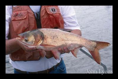 Bighead Carp being held by a scientist