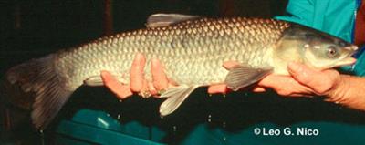 A black carp being held in someone's hands