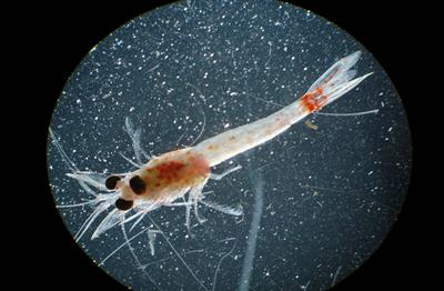 Closeup of a Bloody-Red Shrimp