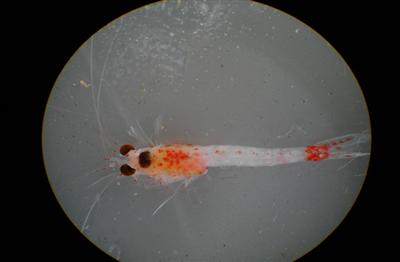 Top view closeup of a Bloody-Red Shrimp