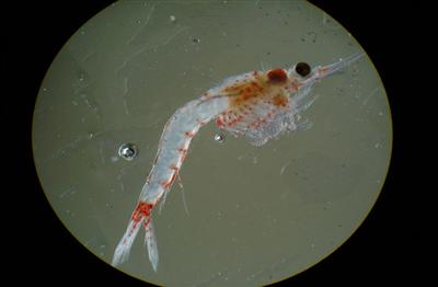 Side view of a curved Bloody-Red Shrimp
