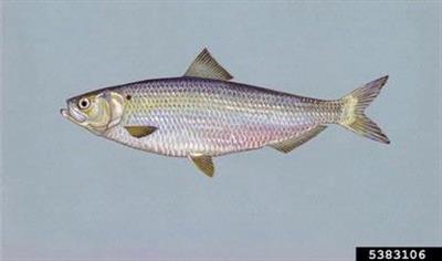 Lateral view of a blueback herring