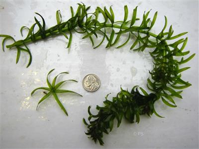 Brazilian elodea segment surrounding a nickel