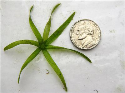 Extreme closeup of a 7-leafed piece of Brazilian elodea scaled against a nickel