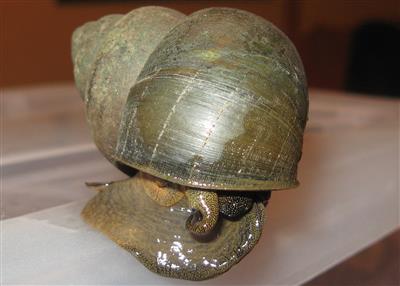 A mobile Chinese Mystery Snail channeling its inner Sarah McLachlan and building a mystery