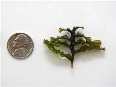 A piece of curlyleaf pinweed set next to a nickel