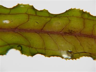 Closeup image of venous structure of leaf
