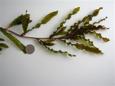 Stalk of curlyleaf pondweed lying next to as nickel
