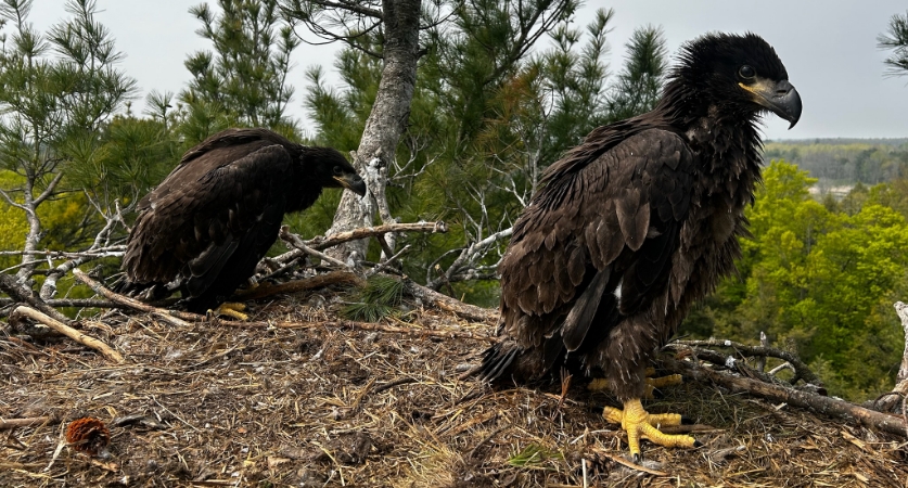 Image showing two eaglets in a nest