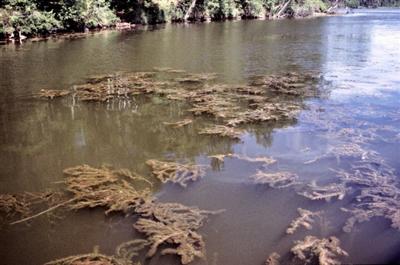 Eurasian milfoil floating atop water