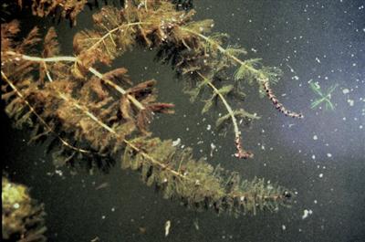 A close-up of Eurasian milfoil floating atop water