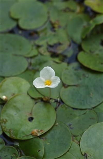 Flower stemming from European Frogbit