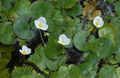 Multiple flowers stemming from European frogbit