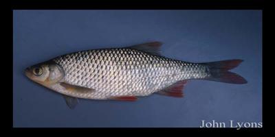 Lateral view of a Eurpean Rudd