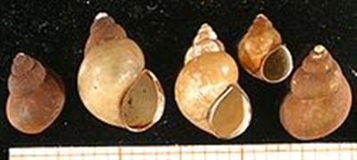Five faucet snail shells arranged above an illegible ruler