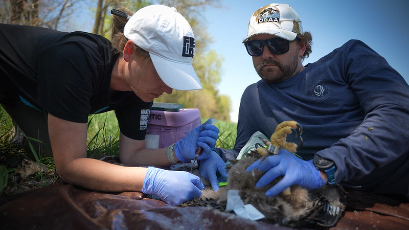 A woman takes a blood sample from an eagle lying on its back while a man holds the bird securely.