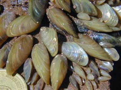 A group of golden mussels lying together