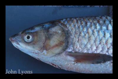 Close up of a grass carp's head