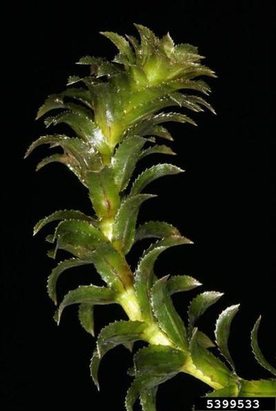 Closeup image of hydrilla stalk and leaves