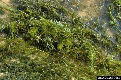 A thick mat of hydrilla