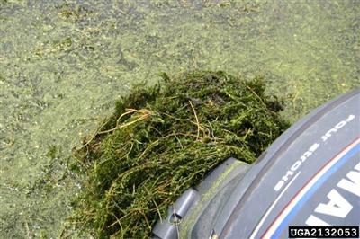 a thick mat of hydrilla covering an outboard motor