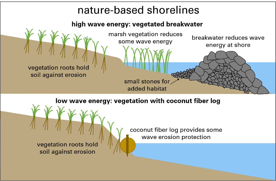 Two examples of nature-based shorelines. Panel 1: high wave energy: vegetated breakwater. Consists of a "regular" breakwater at the shoreline to reduce wave energy at the shore. This example shows additional small stones placed at the base and side of the breakwater that were added for habitat. In the nearshore area, with relatively shallow water depths, marsh vegetation has been added to reduce some wave energy. In the upland beach area vegetation in the form of beach grass, is depicted. The brown roots of the plant are shown at approximately the same length as the green top plant growth. The vegetation roots hold soil against erosion. Panel 2: low wave energy: vegetation with coconut fiber log. A coconut fiber log is placed along the shoreline. The coconut fiber log is anchored to the shore by a wooden stake driven through the log and into the ground (like a fence post). The coconut fiber log provides some wave erosion protection. Meanwhile, in the same way as depicted in panel 1, the upland beach area has vegetation depicted in the form of beach grass. The brown roots of the plant are shown at approximately the same length as the green top plant growth. The vegetation roots hold soil against erosion.