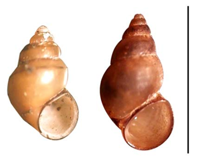 A closeup of two New Zealand Mud Snail shells