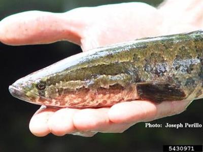 Northern snakehead fish in palm of a person's hand