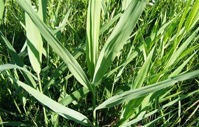 Closeup image of a phragmite leaf stalk