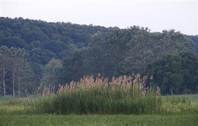 A field of phragmites/reeds