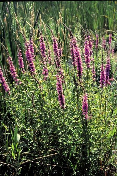 Close-up of  Purple loosestrife flowers
