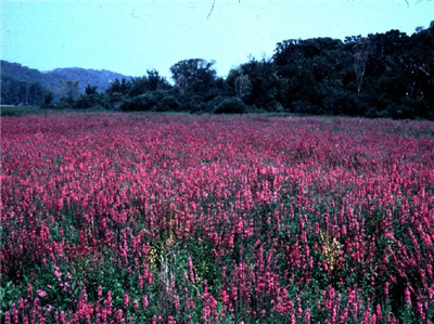 A field of loosestrife  flowers