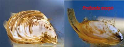Closeup of two single quagga mussels